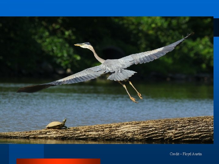 Credit – Floyd Austin 