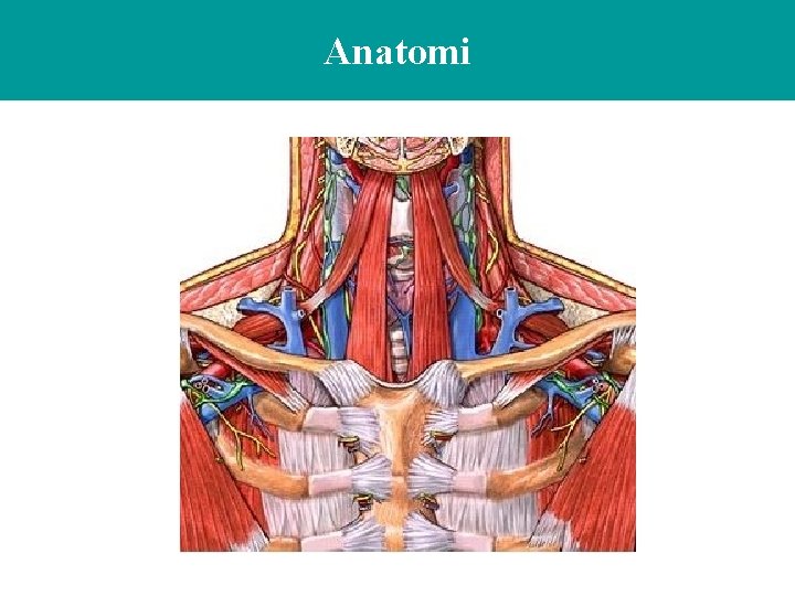 Anatomi 