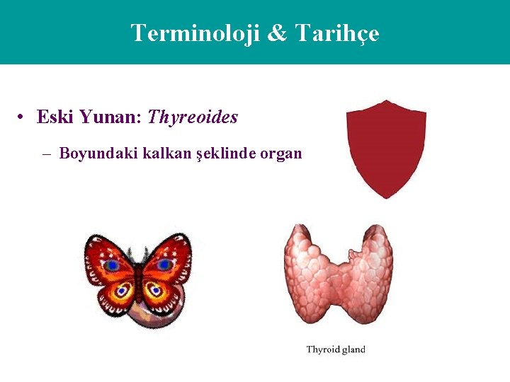 Terminoloji & Tarihçe • Eski Yunan: Thyreoides – Boyundaki kalkan şeklinde organ 