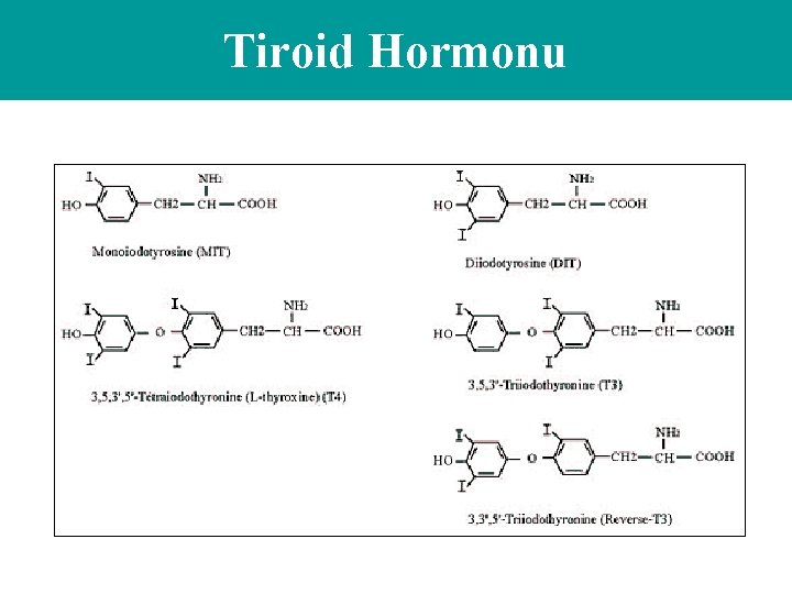 Tiroid Hormonu 