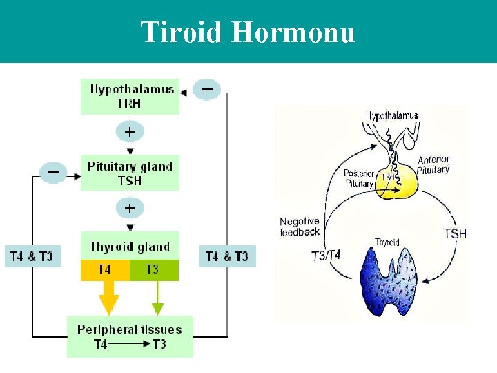 Tiroid Hormonu 