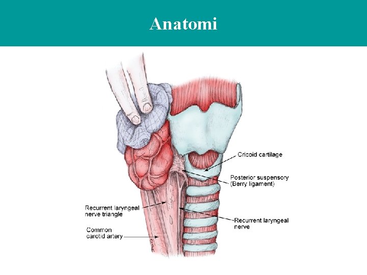 Anatomi 