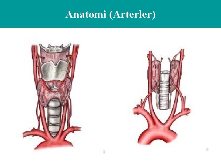 Anatomi (Arterler) 