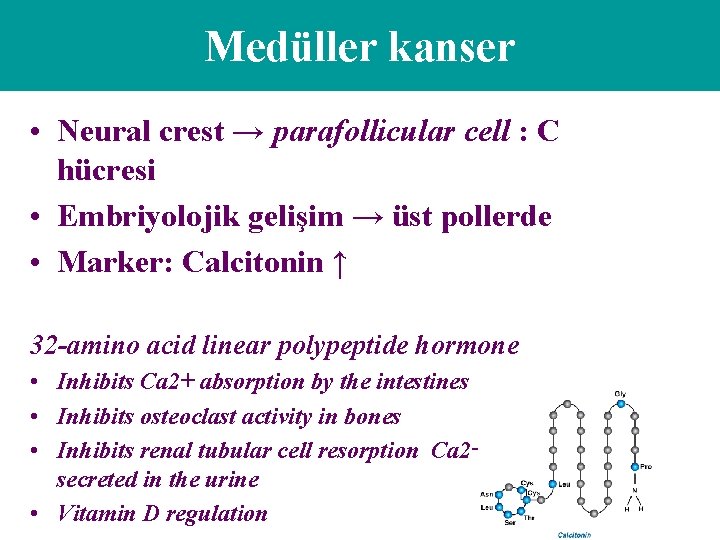 Medüller kanser • Neural crest → parafollicular cell : C hücresi • Embriyolojik gelişim