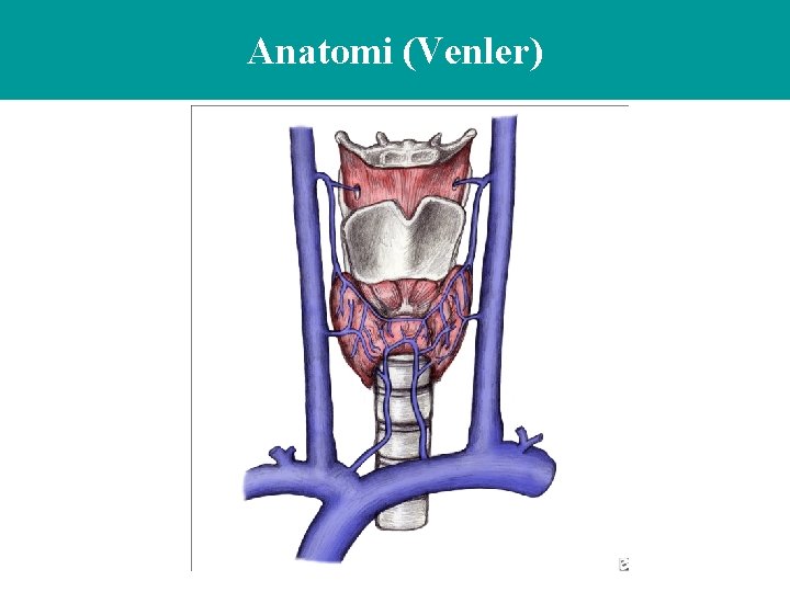 Anatomi (Venler) 