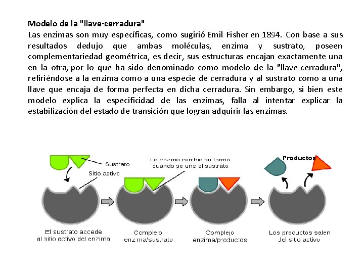 Modelo de la "llave-cerradura" Las enzimas son muy específicas, como sugirió Emil Fisher en