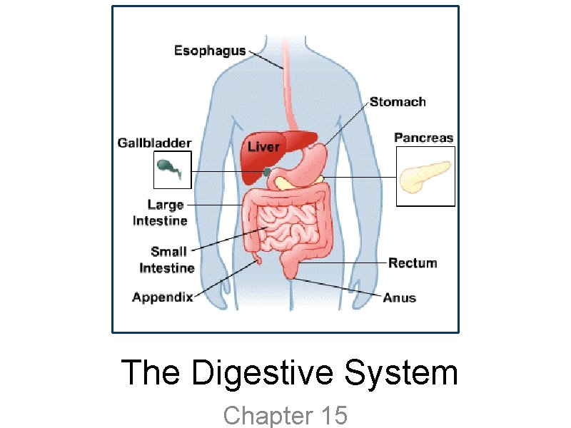 The Digestive System Chapter 15 