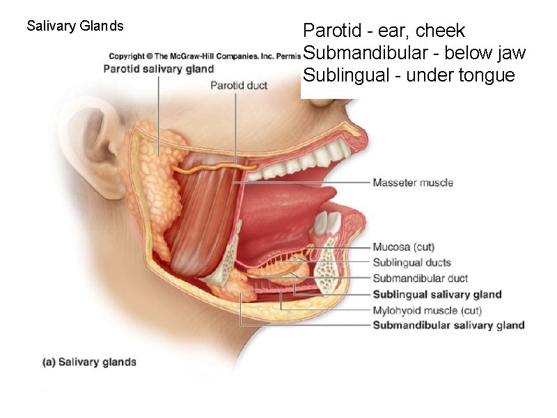 Salivary Glands Parotid - ear, cheek Submandibular - below jaw Sublingual - under tongue