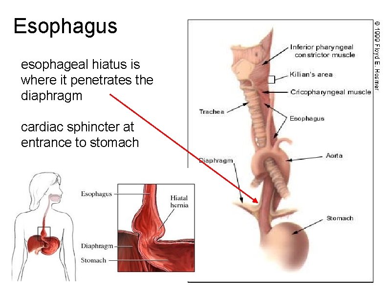 Esophagus esophageal hiatus is where it penetrates the diaphragm cardiac sphincter at entrance to