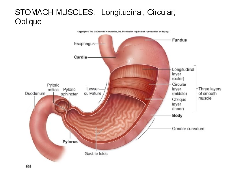 STOMACH MUSCLES: Longitudinal, Circular, Oblique 