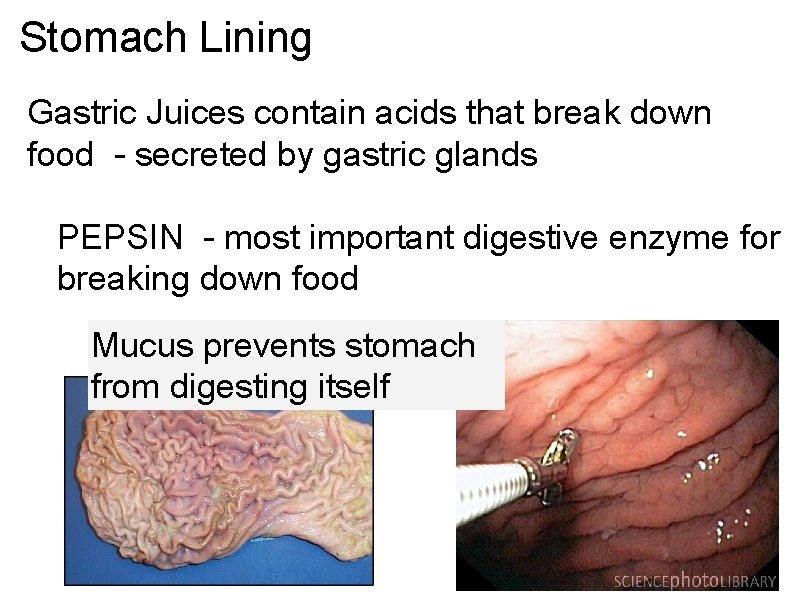 Stomach Lining Gastric Juices contain acids that break down food - secreted by gastric