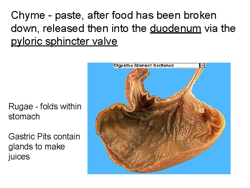 Chyme - paste, after food has been broken down, released then into the duodenum