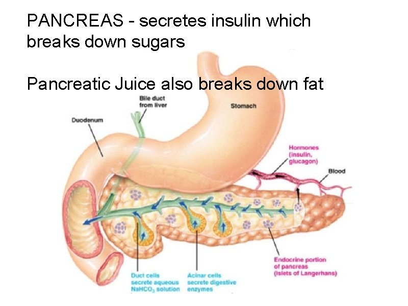 PANCREAS - secretes insulin which breaks down sugars Pancreatic Juice also breaks down fat