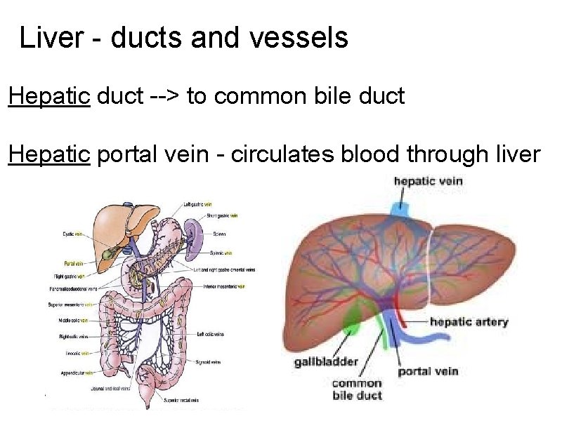 Liver - ducts and vessels Hepatic duct --> to common bile duct Hepatic portal