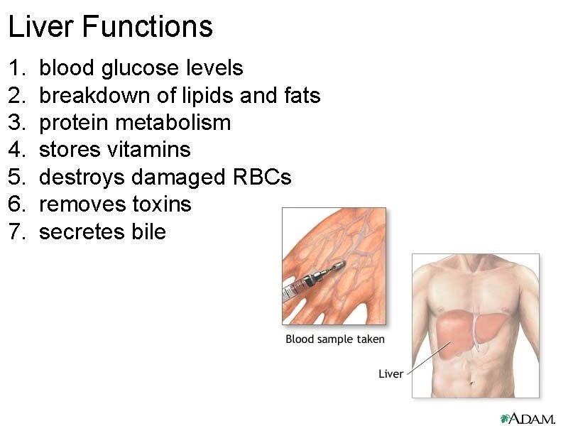 Liver Functions 1. blood glucose levels 2. breakdown of lipids and fats 3. protein