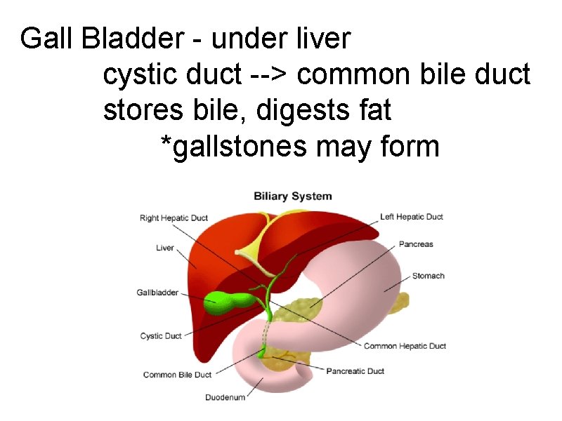 Gall Bladder - under liver cystic duct --> common bile duct stores bile, digests