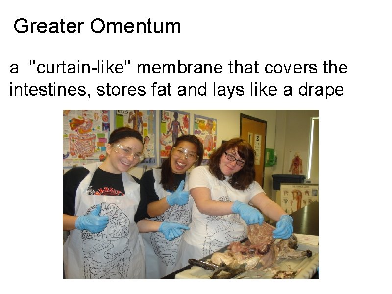 Greater Omentum a "curtain-like" membrane that covers the intestines, stores fat and lays like