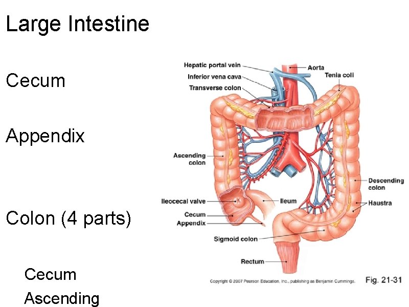 Large Intestine Cecum Appendix Colon (4 parts) Cecum Ascending 
