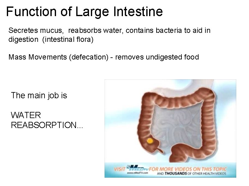 Function of Large Intestine Secretes mucus, reabsorbs water, contains bacteria to aid in digestion