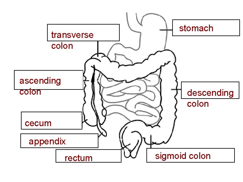 transverse colon ascending colon stomach descending colon cecum appendix rectum sigmoid colon 