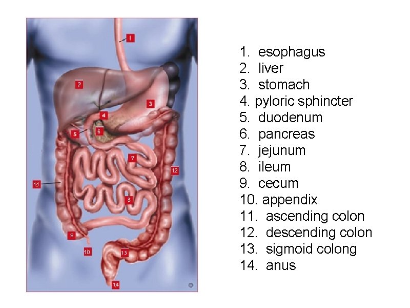 1. esophagus 2. liver 3. stomach 4. pyloric sphincter 5. duodenum 6. pancreas 7.