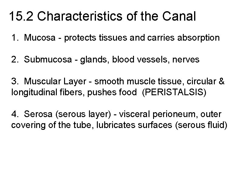 15. 2 Characteristics of the Canal 1. Mucosa - protects tissues and carries absorption