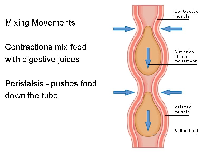 Mixing Movements Contractions mix food with digestive juices Peristalsis - pushes food down the