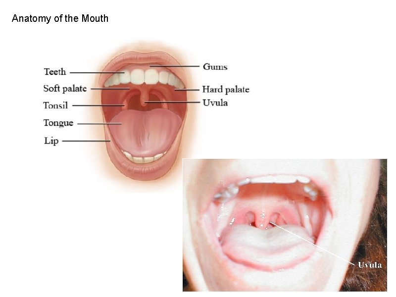 Anatomy of the Mouth 