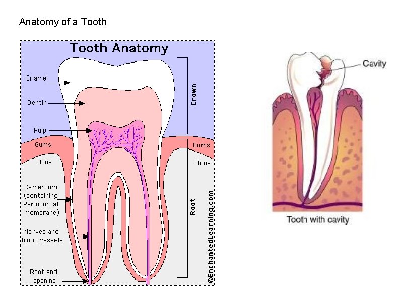 Anatomy of a Tooth 