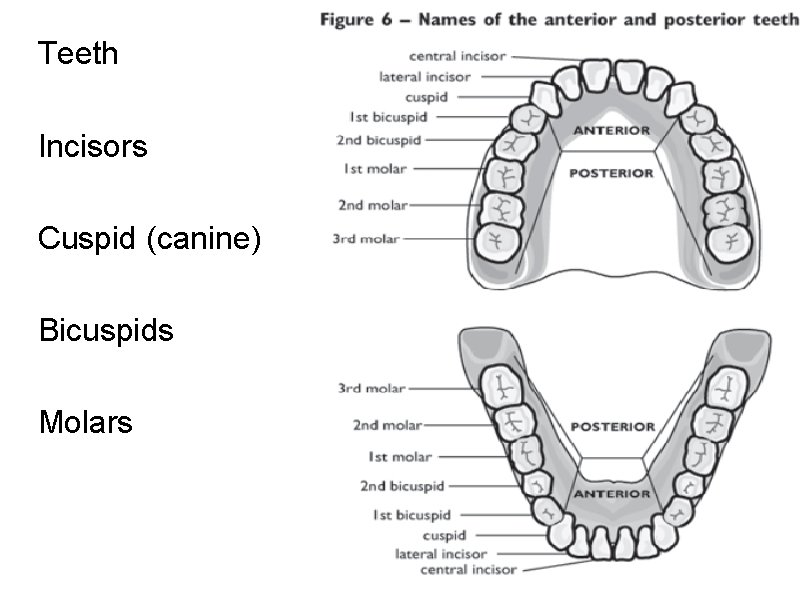 Teeth Incisors Cuspid (canine) Bicuspids Molars 
