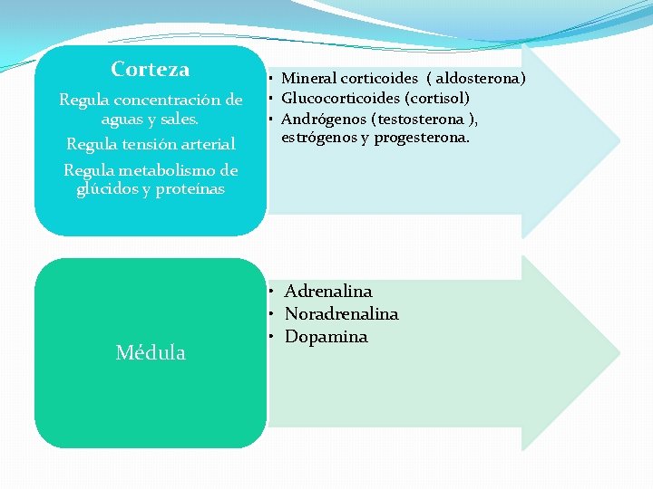 Corteza Regula concentración de aguas y sales. Regula tensión arterial • Mineral corticoides (