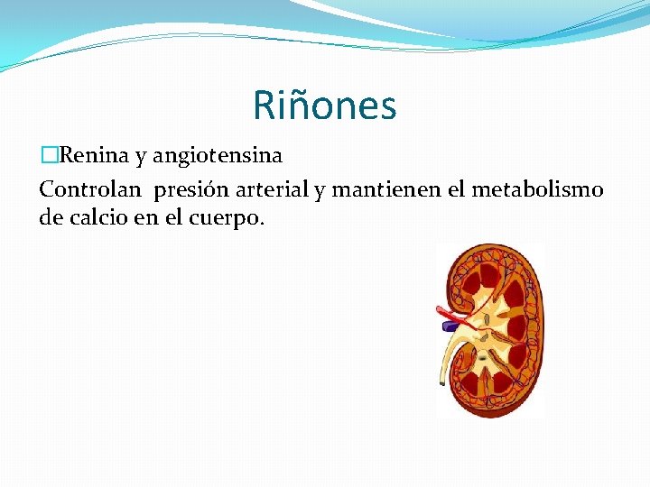 Riñones �Renina y angiotensina Controlan presión arterial y mantienen el metabolismo de calcio en