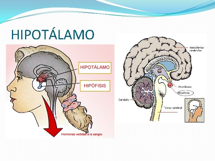 HIPOTÁLAMO 