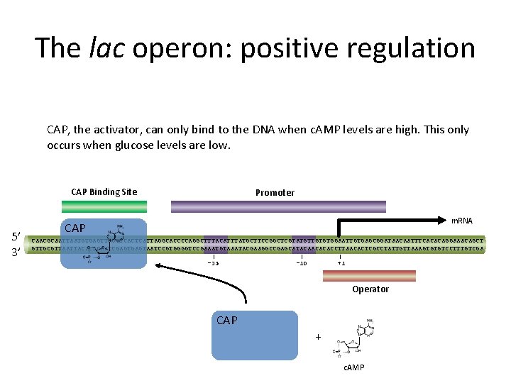 The lac operon: positive regulation CAP, the activator, can only bind to the DNA