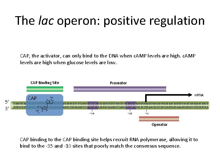 The lac operon: positive regulation CAP, the activator, can only bind to the DNA