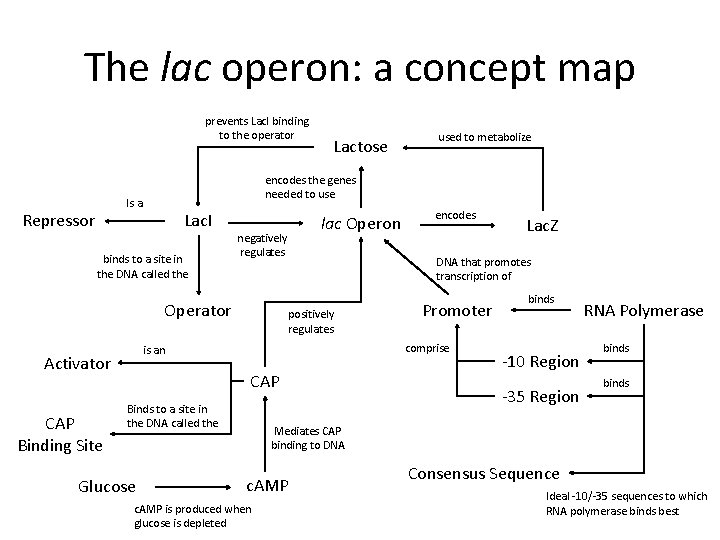 The lac operon: a concept map prevents Lac. I binding to the operator Lac.