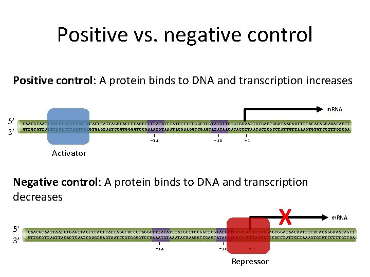 Positive vs. negative control Positive control: A protein binds to DNA and transcription increases