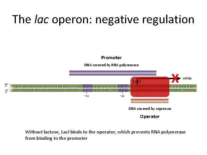 The lac operon: negative regulation Promoter DNA covered by RNA polymerase 5’ 3’ Lac.