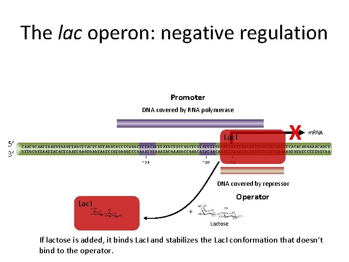 The lac operon: negative regulation Promoter DNA covered by RNA polymerase 5’ 3’ Lac.