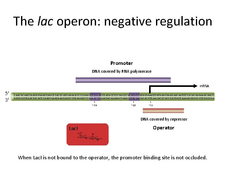 The lac operon: negative regulation Promoter DNA covered by RNA polymerase m. RNA 5’