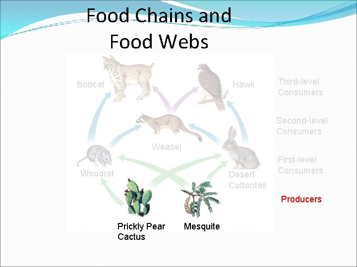 Food Chains and Food Webs Bobcat Hawk Third-level Consumers Second-level Consumers Weasel Woodrat Desert