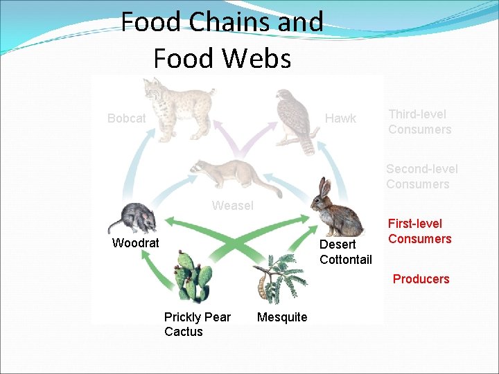 Food Chains and Food Webs Bobcat Hawk Third-level Consumers Second-level Consumers Weasel Woodrat Desert