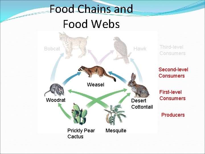 Food Chains and Food Webs Bobcat Hawk Third-level Consumers Second-level Consumers Weasel Woodrat Desert