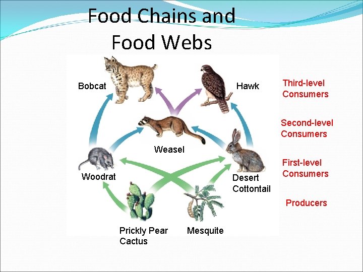 Food Chains and Food Webs Bobcat Hawk Third-level Consumers Second-level Consumers Weasel Woodrat Desert