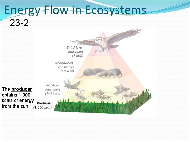 Energy Flow in Ecosystems 23 -2 The producer obtains 1, 000 kcals of energy