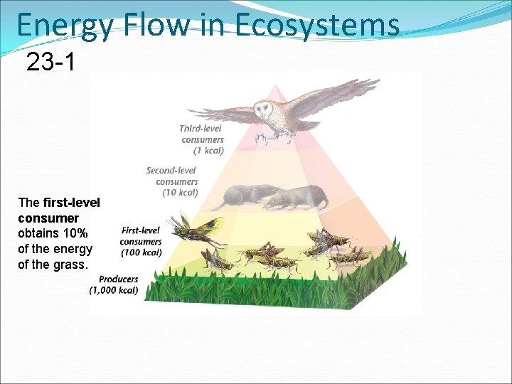 Energy Flow in Ecosystems 23 -1 The first-level consumer obtains 10% of the energy