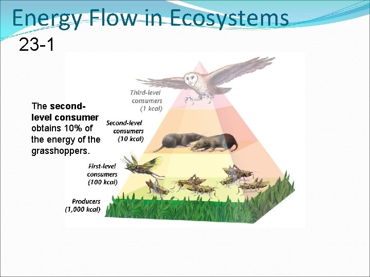 Energy Flow in Ecosystems 23 -1 The secondlevel consumer obtains 10% of the energy