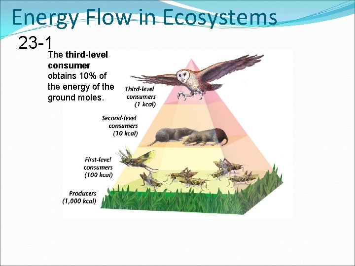 Energy Flow in Ecosystems 23 -1 The third-level consumer obtains 10% of the energy