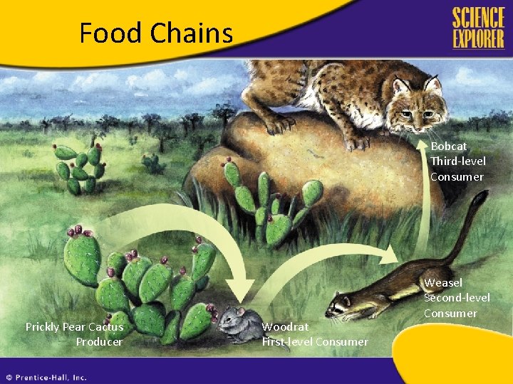 Food Chains Decomposers Bobcat Third-level Consumer Prickly Pear Cactus Producer Woodrat First-level Consumer Weasel