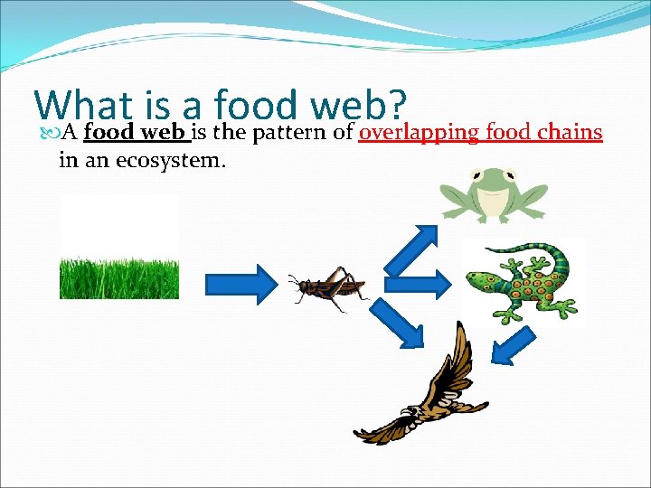 What is a food web? A food web is the pattern of overlapping food